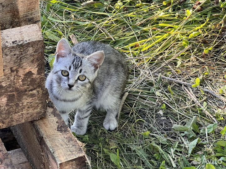 Котята от британца