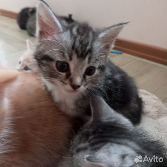 Отдам в добрые руки