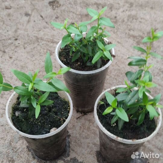 Мирт мелколистный (Миртовое дерево)