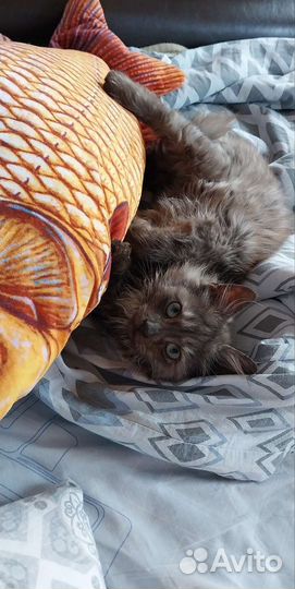 Кот в добрые руки