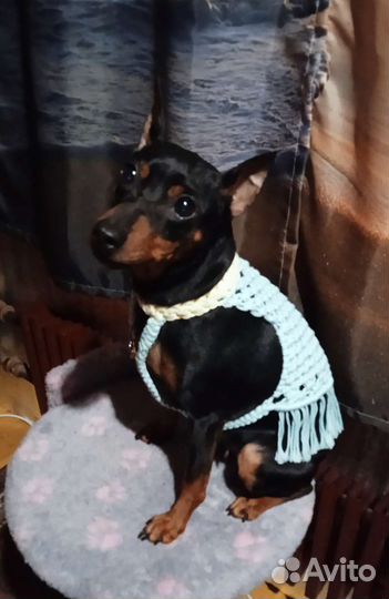 Шлейка жилетка для собаки