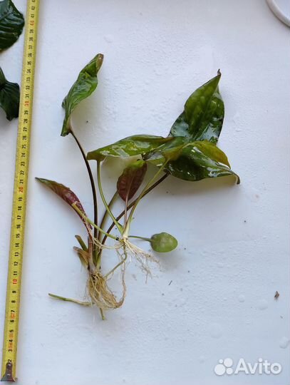 Аквариумные растения Анубиас, Эхинодорус