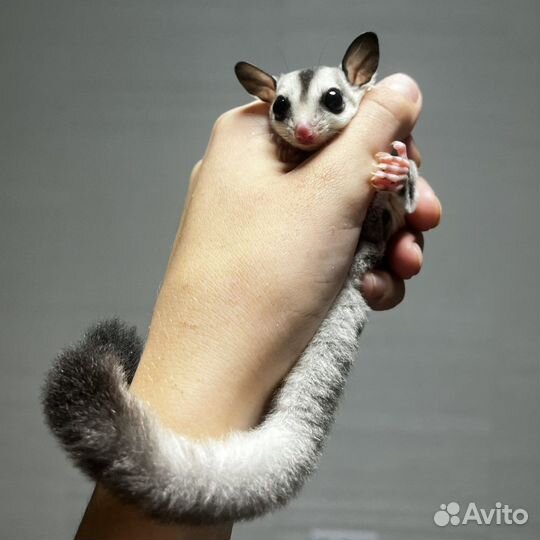 Белка летяга