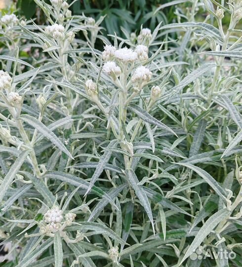 Многолетники