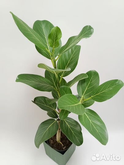 Фикус Андрей 86 см