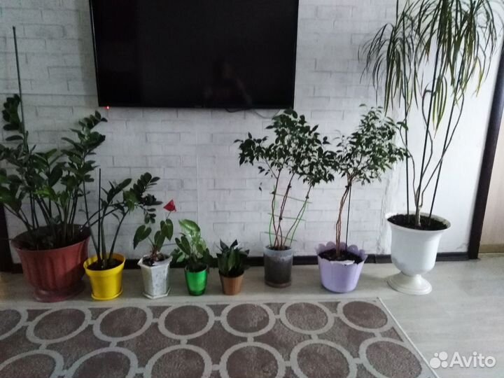 Комнатные растения