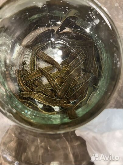 Пиявки медицинские