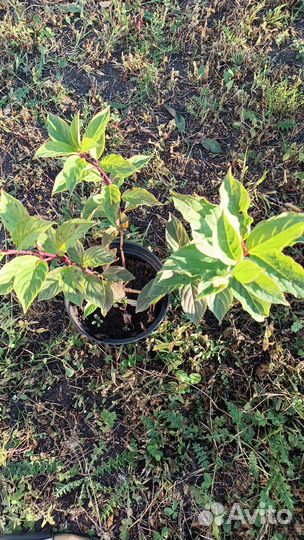 Гортензия метельчатая ванила фрайз