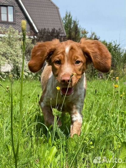 Щенки Бретонского эпаньоля