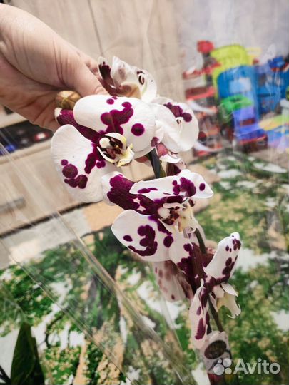 Орхидея фаленопсис