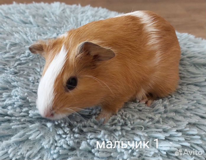 Морская свинка