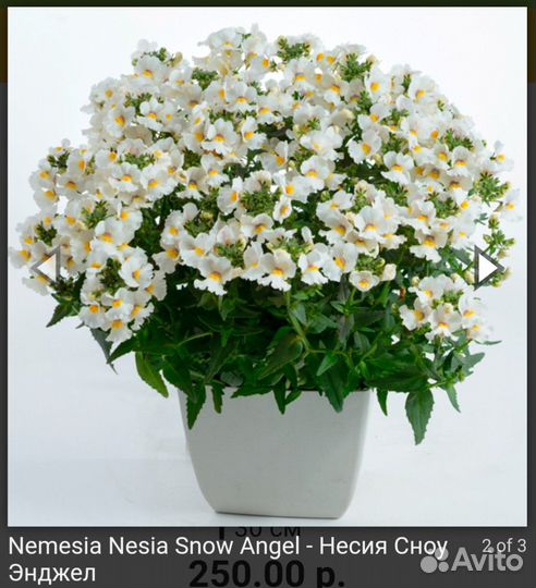 Бакопа Нимезия Плекрантус