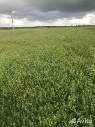 Сено в тюках 2024