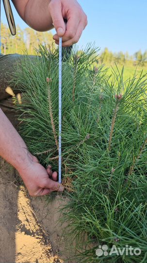 Сеянцы ели окс