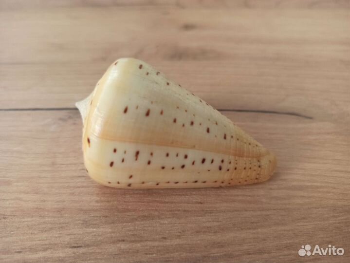 Морская раковина