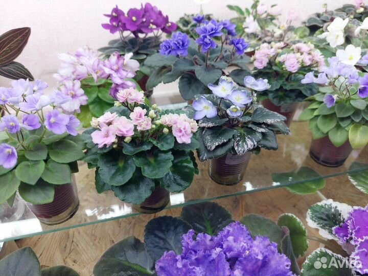 Миниатюрные фиалки и трейлеры