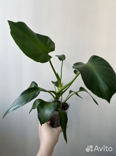 Филодендрон набор 8 шт