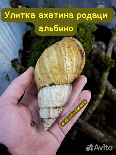 Улитки ахатины