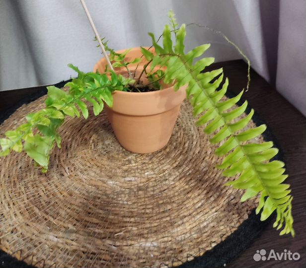 Папоротник нефролепис Tiger