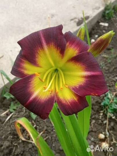 Лилейник сортовой