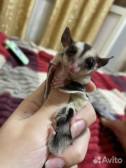 Белка летяга