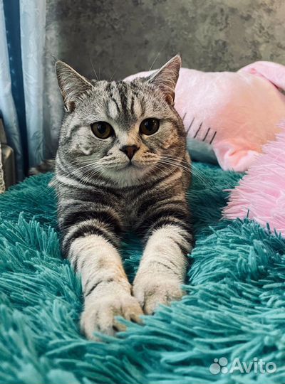 Британский котик ищет девочек для вязки