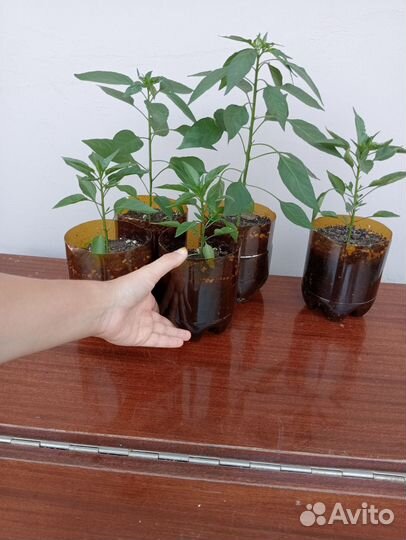 Острый перчик