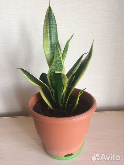 Сансевиерия