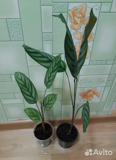 Ктенанта оппенгейма