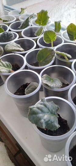 Лист фиалки укоренённый