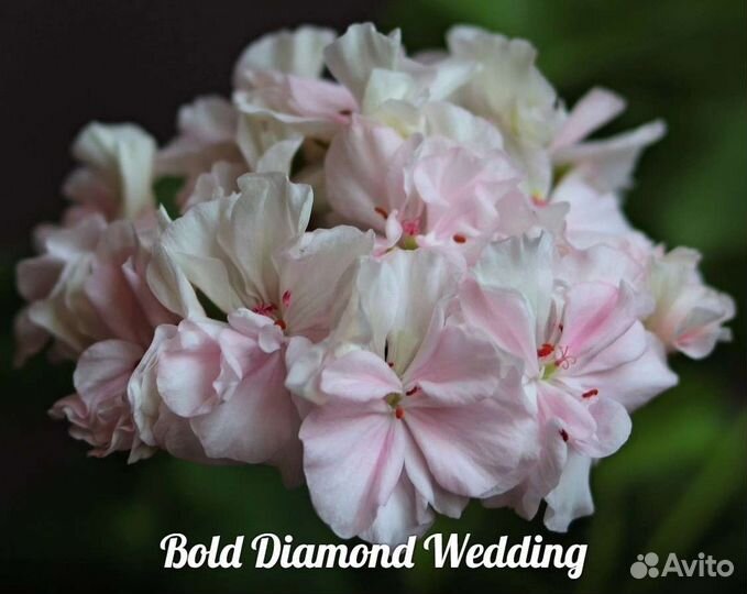 Пеларгония герань сортовая