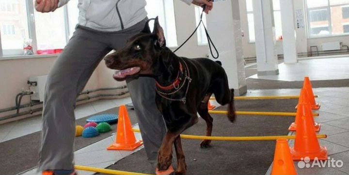 Кинолог, дрессировка собак