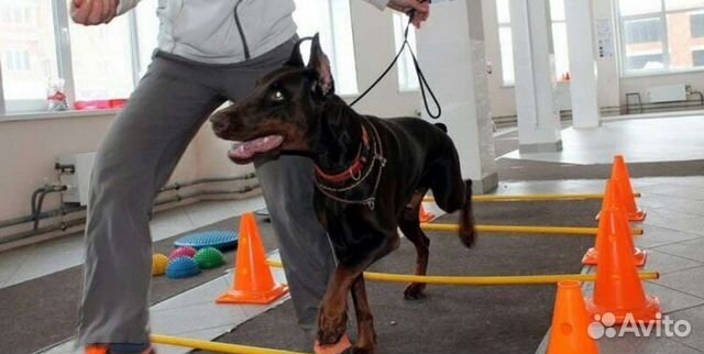 Кинолог, дрессировка собак