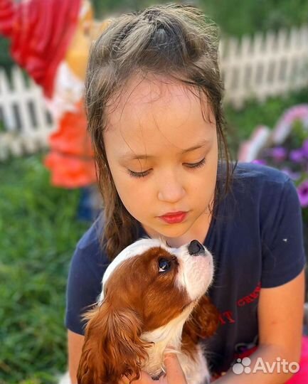 Кавалер шоу класса