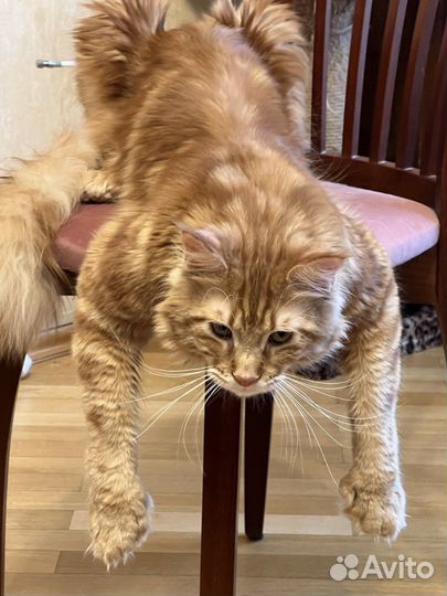 Кот мейн-кун вязка