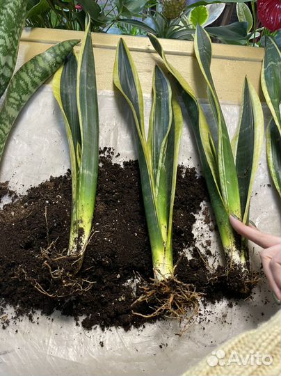 Сансевиерия блэк голд экстрим