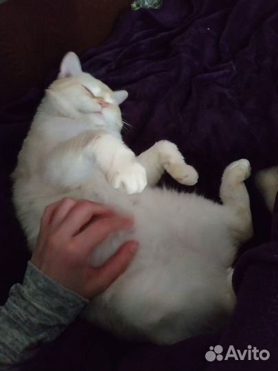 Котоняня/Зооняня