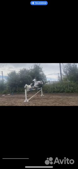 Аренда лошади