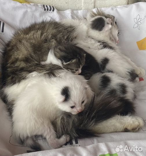 Котята