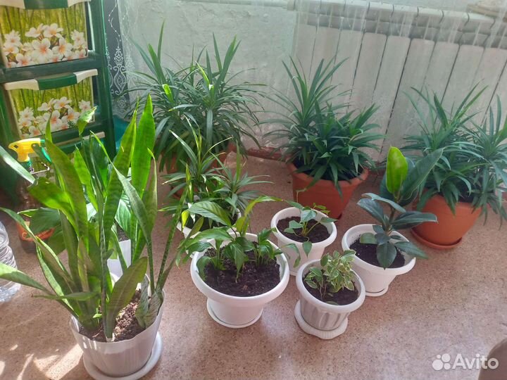 Комнатные растения