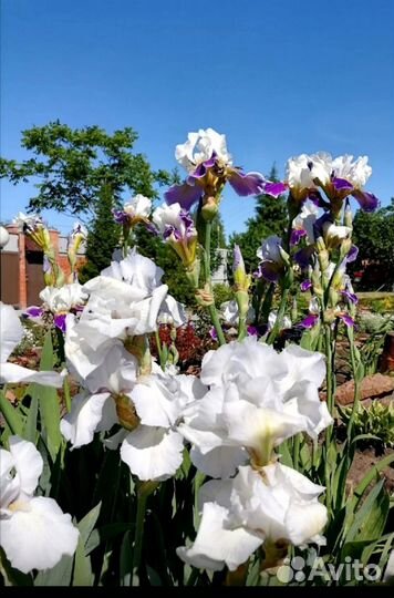 Многолетние садовые цветы