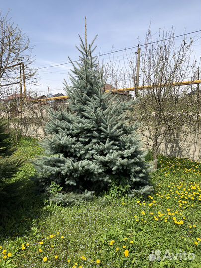 Ель голубая