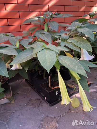 Бругмансия цветы (ангельские колокола)