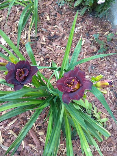 Лилейники, морозники и другие садовые растения