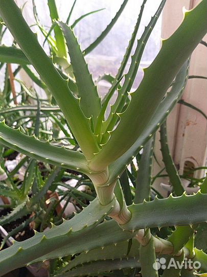 Отростки алоэ 1, 2 года имеются в наличии взрослые