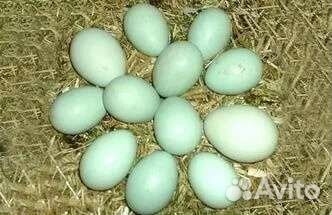 Цыплята и инкубационное яйцо. Ухейлюй, австролорп