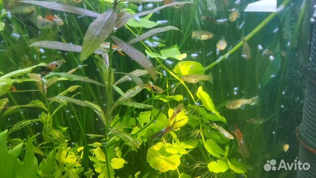 Аквариумные рыбки гуппи