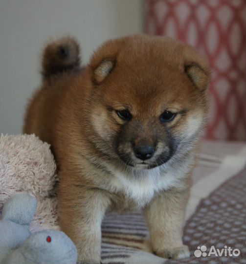 Щенки сиба ину