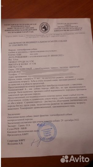 Щенок бигля