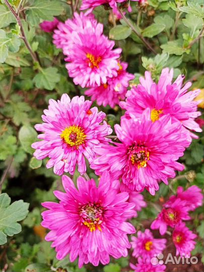 Цветы для сада